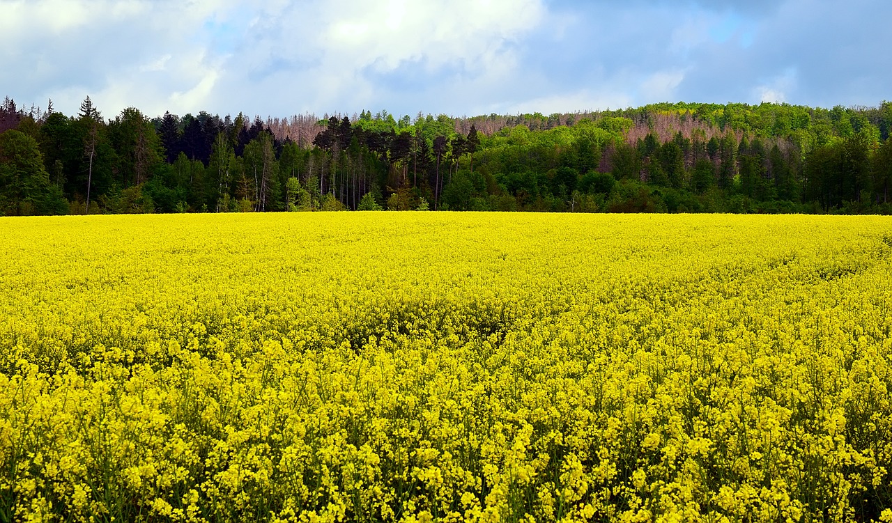 The Importance of Crop Rotation in Sustainable Farming